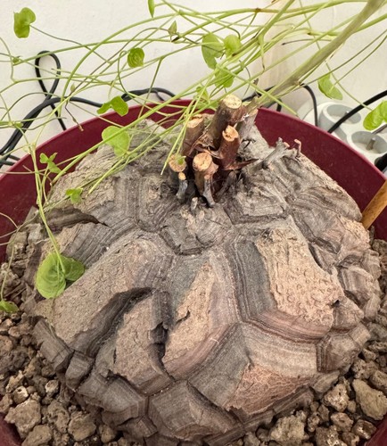 Dioscorea elephantipes 18cm - elephantipes, de