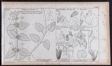1834 lamier gravure - -,
