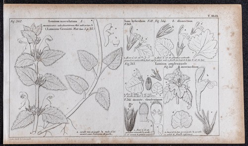 1834 lamier gravure - -,