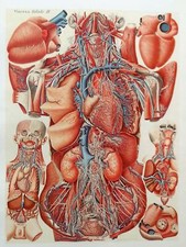 Lithographie Table Anatomique