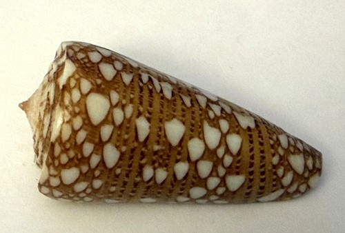 Conidae conus nobilis - conus,