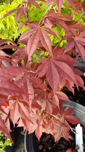 Acer palmatum atropurpureum - acer, 'atropurpureum'