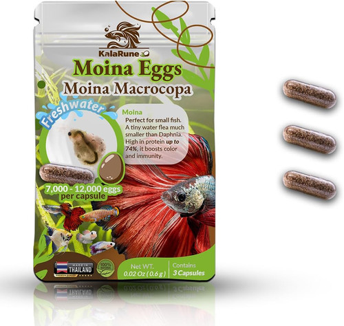 Moina macrocopa eggs water - moina, (water