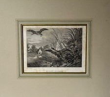 Gravure sur Cuivre Martin Elias Ridinger 1730-1781 Baroque Wilde Oies Chien Jagd