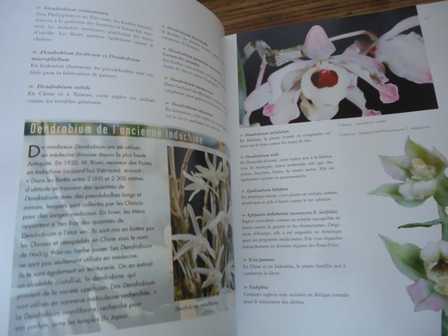 Orchidees lecoufle - orchidees,