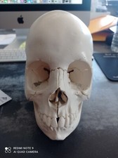 Crâne articulé - version