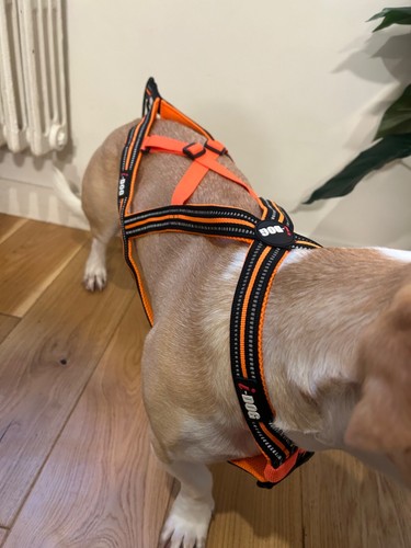 Harnais traction idog - harnais,