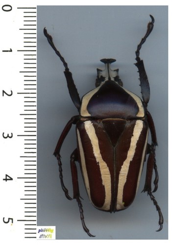 Cetoniidae dicronorrhina - cetoniidae,