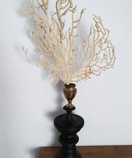 Cabinet de Curiosités -