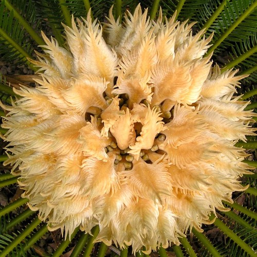 Cycas revoluta graines - cycas,