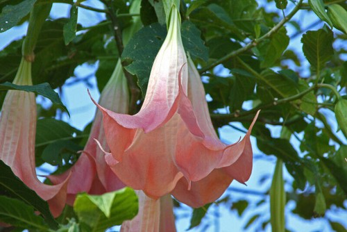 Brugmansia rose - brugmansia,