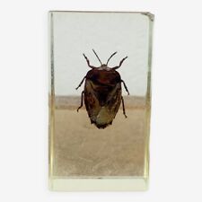 Insecte inclusion résine