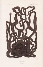 Némertéa Ver Worms Gravure