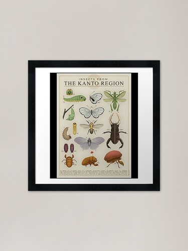 Insects from the - from,