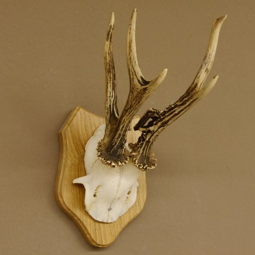 Bois cerf anormal trophée - bois,