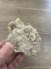 groupe d'ammonites sur gangue origine France Ciret Mont d'or Lyonnais