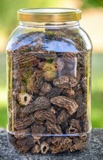 Morilles Séchée Spécial
