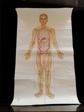 Affiche plan anatomique Chine