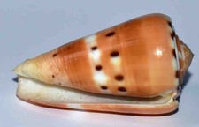  COQUILLAGES  - CONUS