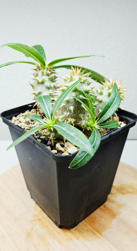 Pachypodium