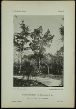 1898 - Acacia à bois noir -