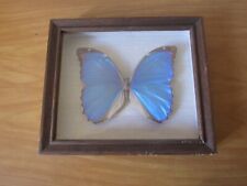 PAPILLON MORPHO MENELAUS BRÉSIL SOUS CADRE