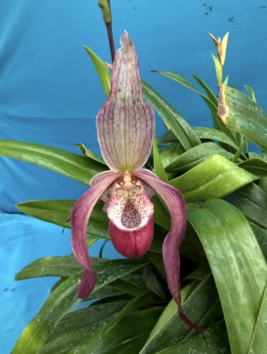 Phragmipedium schroederae - phragmipedium,