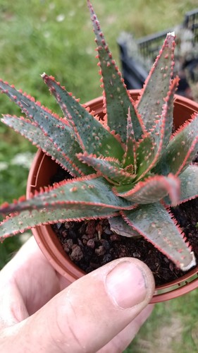 Aloe hybride cactus - hybride,,