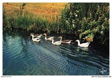 AQFP16-1109-OISEAU - une famille de canards