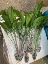 PIED MERE XXL 45CM super promo echinodorus mix  EN POT plante aquarium facile