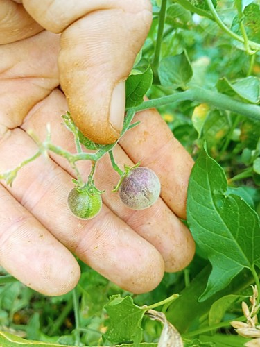 Solanum peruvianum - , sp#1/