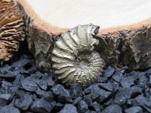 Fossile ammonite pyrite - fossile, d'ammonite