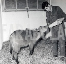 Photo de presse vintage Chiot De Un Buffle, tirage