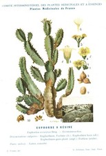 Botanique gravure plantes médicinales de France Euphorbe 1928 recto verso 