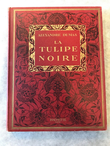 Tulipe noire alexandre - tulipe,