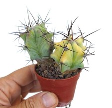 Echinocactus grandis (2 plants