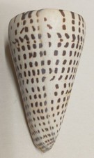 Conus litteratus