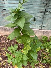  1000 graines de Tabac Tasova