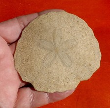 OURSIN FOSSILE MIOCÈNE