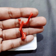 Branche de corail rouge