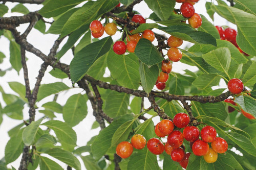 7 Noyaux de Cerisier Bigarreau
