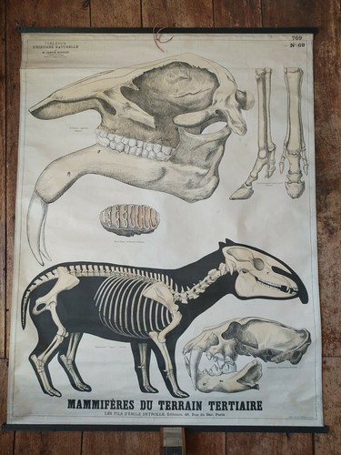 Deyrolle affiche entoilée - affiche,