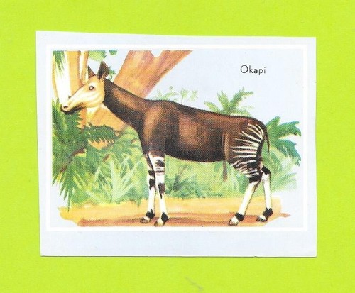 Vignette okapi - vignette,