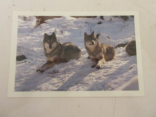 Carte postale lozere sainte - postale,