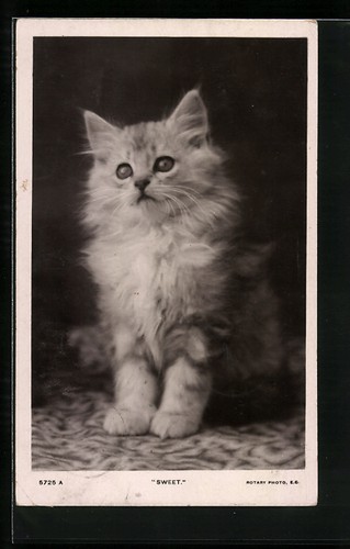 Carte postale petit chaton - , à