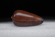112 - Sea shells -Conus