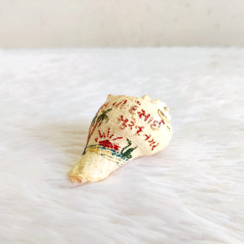 Coquillage naturel blanc - coquillage,