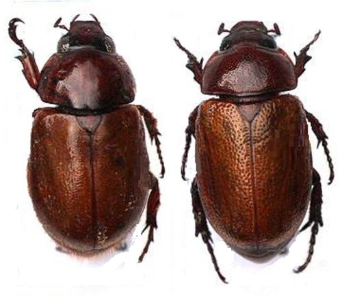 Dynastidae 2 cyclocephala - dynastidae,