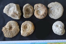 Ammonites Normandie et Vendée