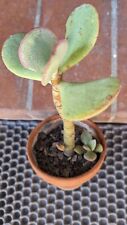 ?  CRASSULA ARBORESCENS "silver dollar" Pot 12cm  - RARE SUCCULENTE . ?